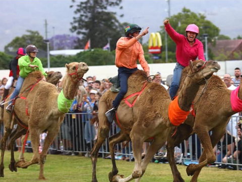 Camel Races At Penrith Paceway - Southport Accommodation 0