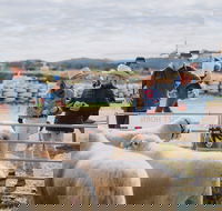 Mudgee Small Farm Field Days - Accommodation Southport