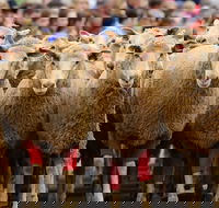 Rosto Merriwa Festival of the Fleeces - Southport Accommodation