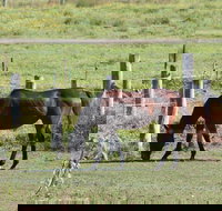 Airport Motel Sir Francis Drake - Accommodation Southport