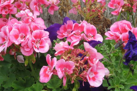 Port Campbell Motor Inn - Southport Accommodation 3