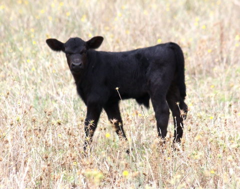 Old Bara Guesthouse - Southport Accommodation 4