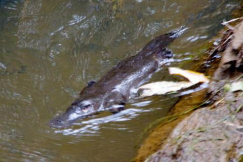 Chilverton Cottages & Restaurant - Accommodation Southport 5