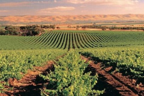McLaren Vale Backpackers - Southport Accommodation 5