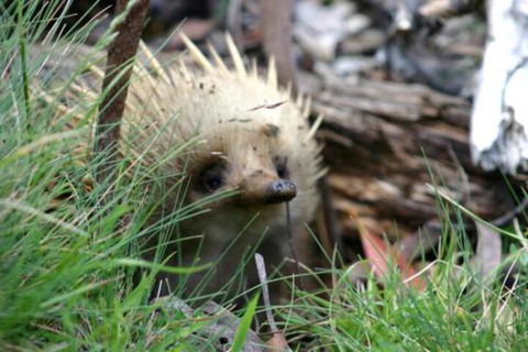 Wombat Cabin - Southport Accommodation 2