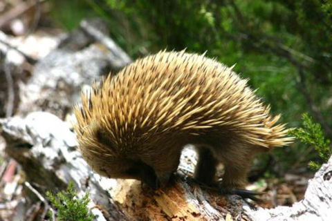 Wombat Cabin - Southport Accommodation 4