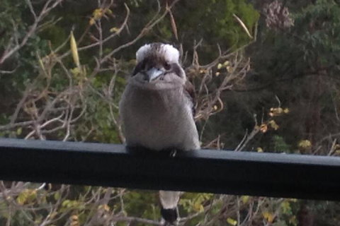 Maleny Country Cottages - Accommodation Southport 6