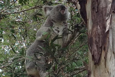Maleny Country Cottages - Accommodation Southport 5