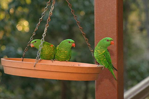 Maleny Country Cottages - Accommodation Southport 1