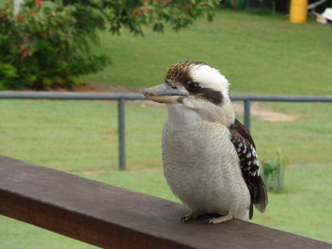 Eumundi Cottages Cottage 1 - Accommodation Southport 3