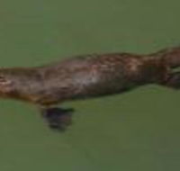 The Pond Cottage - Accommodation Southport