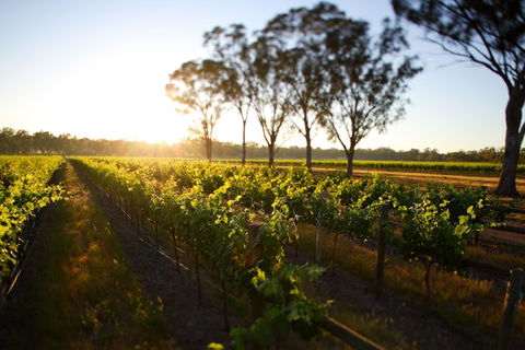 Balgownie Estate Winery Retreat & Restaurant - Southport Accommodation 6
