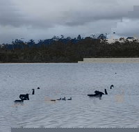 Lake Yalleena Nature Retreat - Southport Accommodation