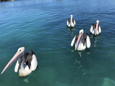 Aquarius 9 Opposite Wallis Lake - Accommodation Southport 6