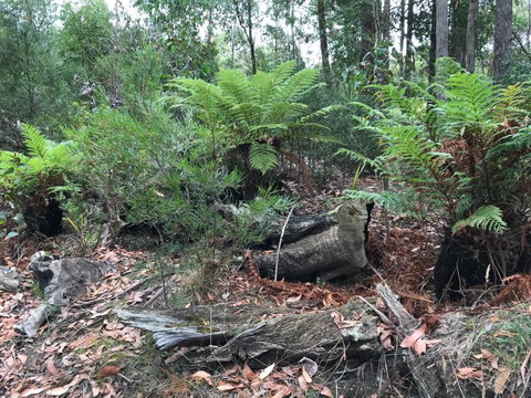 Acacia Hills Retreat - Accommodation Southport 2