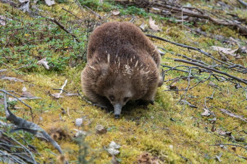 Acacia Hills Retreat - Accommodation Southport 1