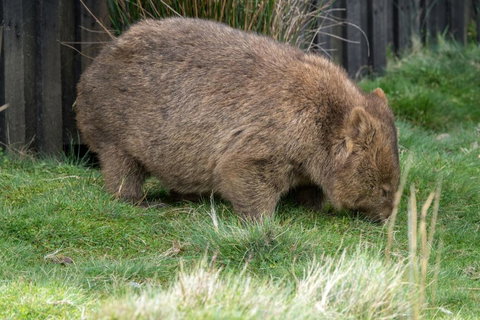 Acacia Hills Retreat - Accommodation Southport 6