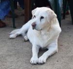 Nazaaray Beach House