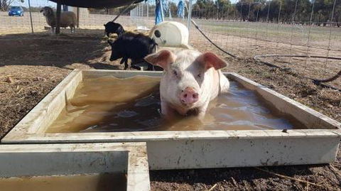 A Better Life Animal Sanctuary FarmStay Private Two Bedrooms Lounge Room & Bathroom & Toilet Shared Kitchen - Southport Accommodation 2
