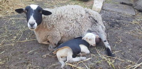 A Better Life Animal Sanctuary FarmStay Private Two Bedrooms Lounge Room & Bathroom & Toilet Shared Kitchen - Southport Accommodation 1