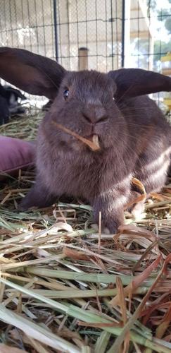 A Better Life Animal Sanctuary FarmStay Private Two Bedrooms Lounge Room & Bathroom & Toilet Shared Kitchen - Southport Accommodation 5