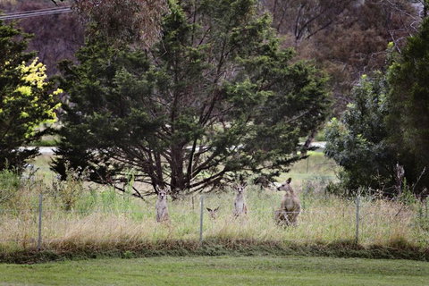BATHURST GOLDFIELDS MOTEL On MOUNT PANORAMA - Accommodation Southport 6