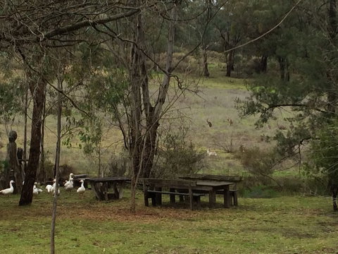 Wildwood Guesthouse - Southport Accommodation 1