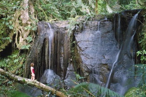 Chambers Wildlife Rainforest Lodges - Southport Accommodation 1