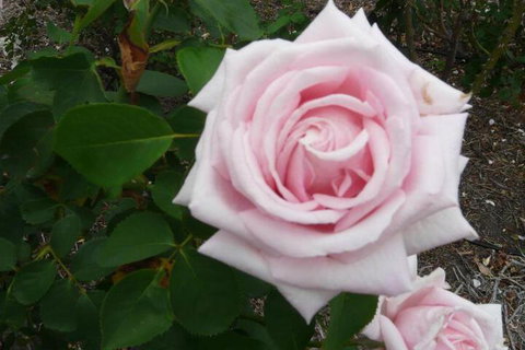 Granite Gardens Cottages & Lake Retreat - Accommodation Southport 2