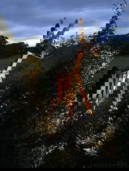 Anderida - Accommodation Southport 4