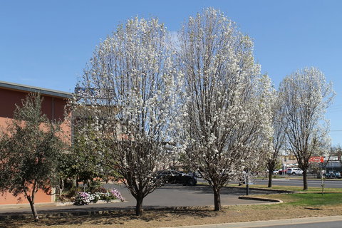 Forbes Victoria Inn - Accommodation Southport 1