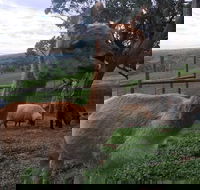 Morella Farm Stay - Accommodation Southport