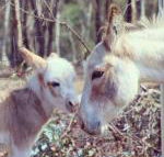 Donkey Tales Farm Cottages - Southport Accommodation
