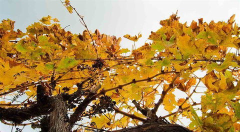 Arimia Restaurant And Winery - Southport Accommodation 9