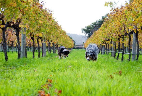 Arimia Restaurant And Winery - Southport Accommodation 12