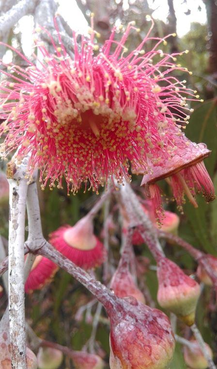 Arimia Restaurant And Winery - Southport Accommodation 20