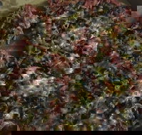 Ray's Pizza  Pasta - Southport Accommodation