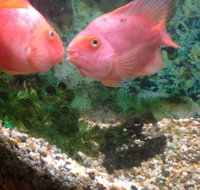 Eastern City Chinese Restaurant - Southport Accommodation