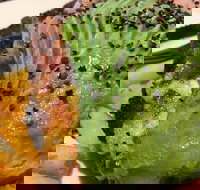 Lone Pine Tavern - Southport Accommodation