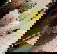 The Natural Waffle Ice Cream Parlour - Southport Accommodation