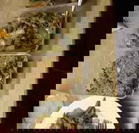 Holbrook Chinese Restaurant - Southport Accommodation