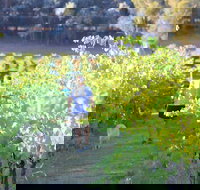 Tallagandra Hill Winery - Southport Accommodation