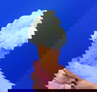 Gelato Papa - Southport Accommodation