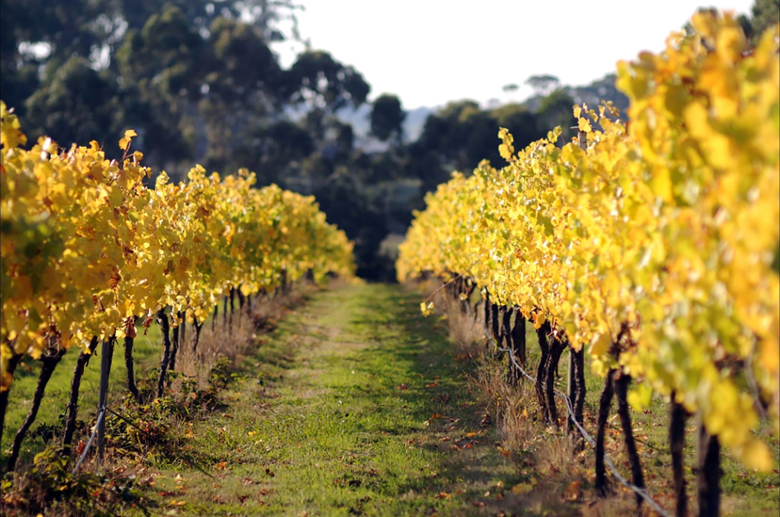Tanybryn VIC Southport Accommodation