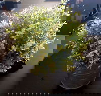 Wonderlust Cafe - Southport Accommodation