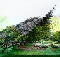 Cambray Cheese Farm Shop - Southport Accommodation