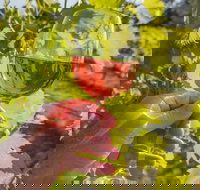 Breakfast Creek Vineyard - Southport Accommodation