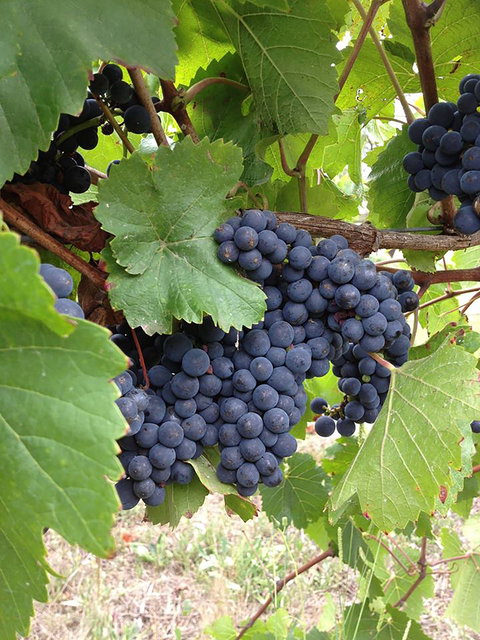 Marcus Hill Vineyard - Southport Accommodation 0