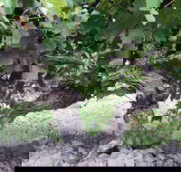 Nick Haselgrove Wines - Accommodation Southport