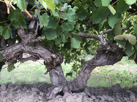 Nick Haselgrove Wines - Southport Accommodation 0